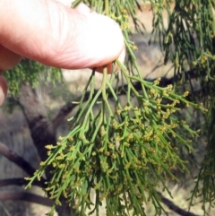 Exocarpos cupressiformis at Molonglo Valley, ACT - 1 Feb 2023