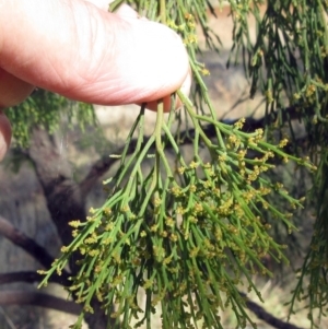 Exocarpos cupressiformis at Molonglo Valley, ACT - 1 Feb 2023