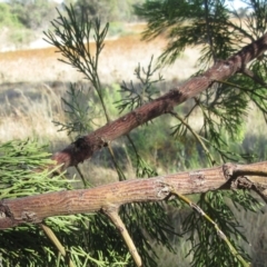 Exocarpos cupressiformis at Molonglo Valley, ACT - 1 Feb 2023