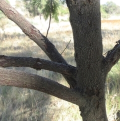 Exocarpos cupressiformis at Molonglo Valley, ACT - 1 Feb 2023