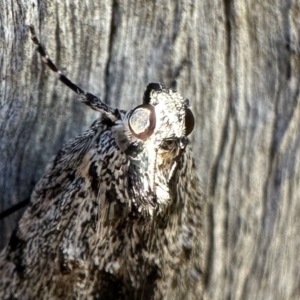 Spectrotrota fimbrialis at Ainslie, ACT - 1 Feb 2023