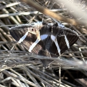 Grammodes oculicola at Ainslie, ACT - 1 Feb 2023 06:21 PM