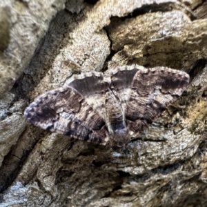 Cryphaea xylina at Ainslie, ACT - 1 Feb 2023