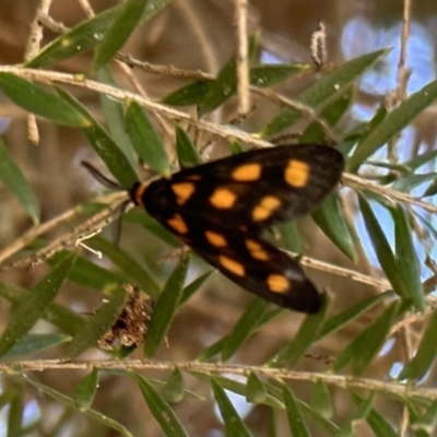 Asura cervicalis (Spotted Lichen Moth) at ANBG - 1 Feb 2023 by Pirom