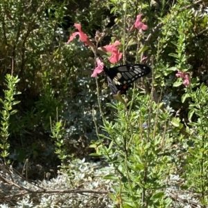 Papilio anactus at Wanniassa, ACT - 1 Feb 2023