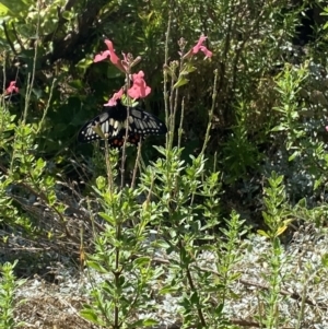 Papilio anactus at Wanniassa, ACT - 1 Feb 2023