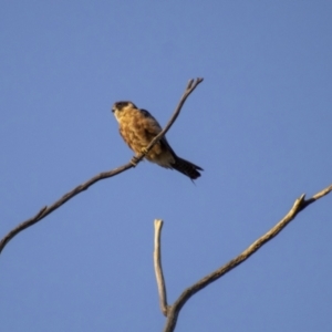 Falco longipennis at Cook, ACT - 1 Feb 2023 07:44 PM