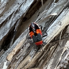 Dindymus versicolor (Harlequin Bug) at Corroboree Park - 27 Jan 2023 by Pirom