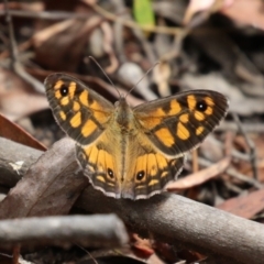 Geitoneura klugii (Marbled Xenica) at Paddys River, ACT - 31 Jan 2023 by RodDeb