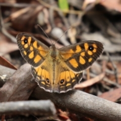 Geitoneura klugii at Paddys River, ACT - 31 Jan 2023