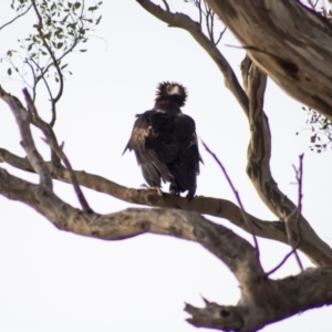 Aquila audax at Cook, ACT - 1 Feb 2023