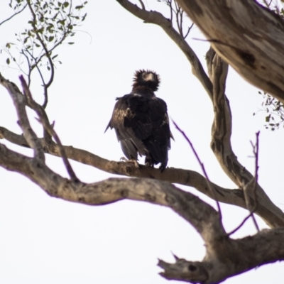 Aquila audax (Wedge-tailed Eagle) at Cook, ACT - 1 Feb 2023 by Amy