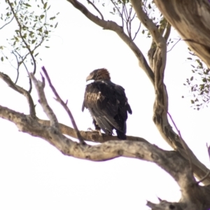 Aquila audax at Cook, ACT - 1 Feb 2023