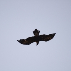 Aquila audax at Cook, ACT - 1 Feb 2023