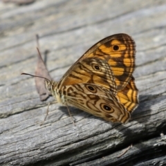 Geitoneura acantha (Ringed Xenica) at Paddys River, ACT - 31 Jan 2023 by RodDeb