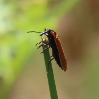 Rhinotia haemoptera (Lycid-mimic belid weevil, Slender Red Weevil) at Tidbinbilla Nature Reserve - 31 Jan 2023 by RodDeb