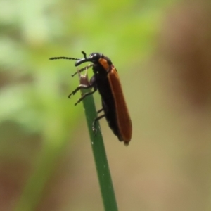 Rhinotia haemoptera at Paddys River, ACT - 31 Jan 2023