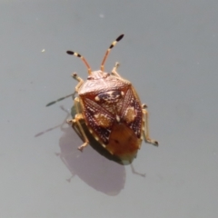 Anischys luteovarius (A shield bug) at Paddys River, ACT - 31 Jan 2023 by RodDeb