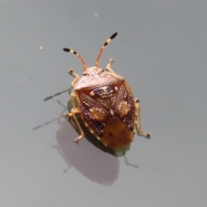 Anischys luteovarius at Paddys River, ACT - 31 Jan 2023 12:41 PM