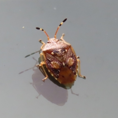 Anischys luteovarius (A shield bug) at Tidbinbilla Nature Reserve - 31 Jan 2023 by RodDeb