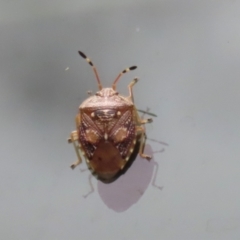 Anischys luteovarius at Paddys River, ACT - 31 Jan 2023