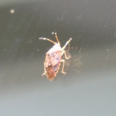 Anischys luteovarius at Paddys River, ACT - 31 Jan 2023