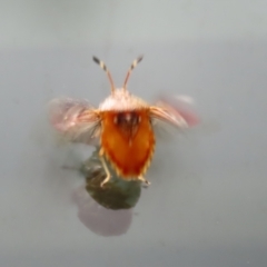 Anischys luteovarius at Paddys River, ACT - 31 Jan 2023 12:41 PM