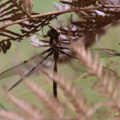 Telephlebia brevicauda at Paddys River, ACT - 31 Jan 2023 11:22 AM