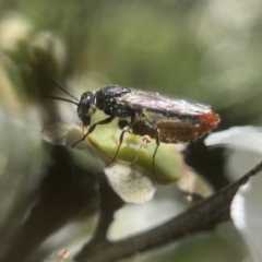 Unidentified Flower wasp (Scoliidae & Tiphiidae) at Broulee, NSW - 1 Feb 2023 by PeterA
