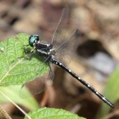 Eusynthemis guttata (Southern Tigertail) at Paddys River, ACT - 31 Jan 2023 by RodDeb