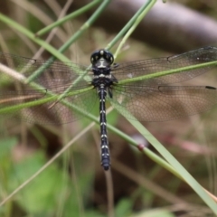 Eusynthemis guttata at Paddys River, ACT - 31 Jan 2023 12:13 PM