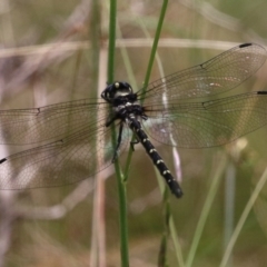 Eusynthemis guttata at Paddys River, ACT - 31 Jan 2023