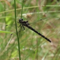 Eusynthemis guttata at Paddys River, ACT - 31 Jan 2023