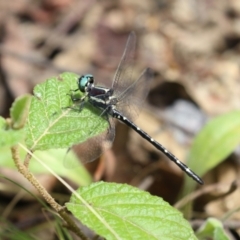 Eusynthemis guttata at Paddys River, ACT - 31 Jan 2023