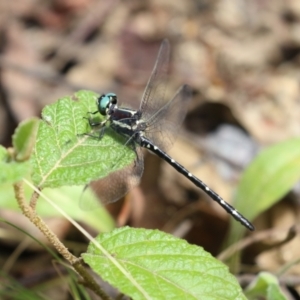 Eusynthemis guttata at Paddys River, ACT - 31 Jan 2023 12:13 PM