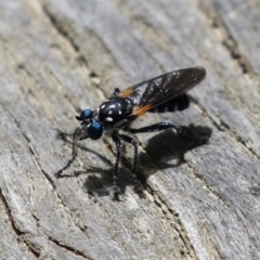 Orthogonis sp. (genus) (Robber fly) at Paddys River, ACT - 31 Jan 2023 by RodDeb