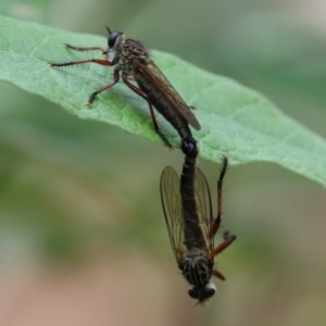 Zosteria sp. (genus) at Paddys River, ACT - 31 Jan 2023