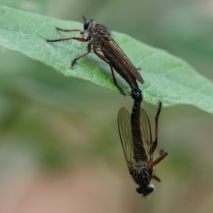 Zosteria sp. (genus) at Paddys River, ACT - 31 Jan 2023