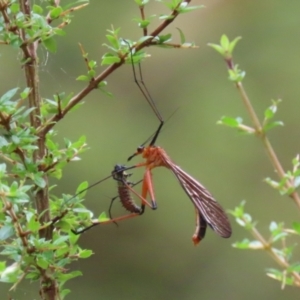 Harpobittacus australis at Paddys River, ACT - 31 Jan 2023