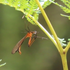 Harpobittacus australis at Paddys River, ACT - 31 Jan 2023