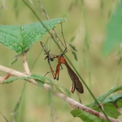 Harpobittacus australis at Paddys River, ACT - 31 Jan 2023