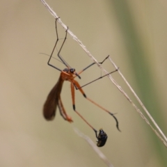 Harpobittacus australis at Paddys River, ACT - 31 Jan 2023