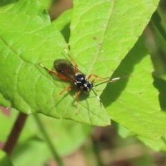 Ichneumonidae (family) (Unidentified ichneumon wasp) at Tidbinbilla Nature Reserve - 31 Jan 2023 by RodDeb