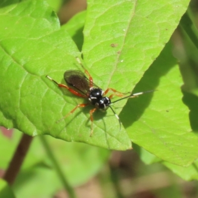 Ichneumonidae (family) (Unidentified ichneumon wasp) at Tidbinbilla Nature Reserve - 31 Jan 2023 by RodDeb
