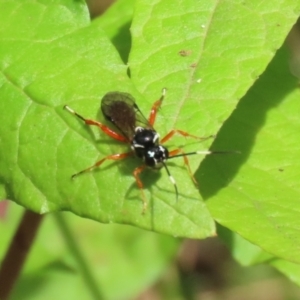 Ichneumonidae (family) at Paddys River, ACT - 31 Jan 2023