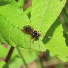 Ichneumonidae (family) at Paddys River, ACT - 31 Jan 2023 11:38 AM