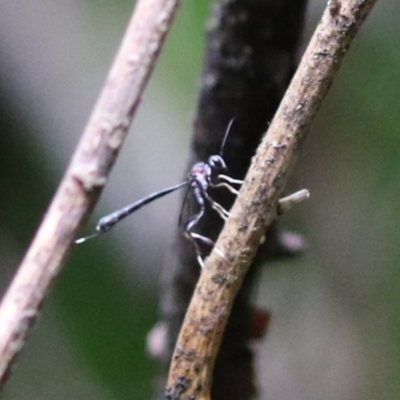 Gasteruption sp. (genus) (Gasteruptiid wasp) at Tidbinbilla Nature Reserve - 31 Jan 2023 by RodDeb
