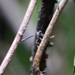 Gasteruption sp. (genus) at Paddys River, ACT - 31 Jan 2023