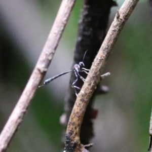 Gasteruption sp. (genus) at Paddys River, ACT - 31 Jan 2023