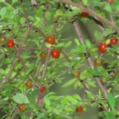 Coprosma quadrifida (Prickly Currant Bush, Native Currant) at Tidbinbilla Nature Reserve - 31 Jan 2023 by RodDeb